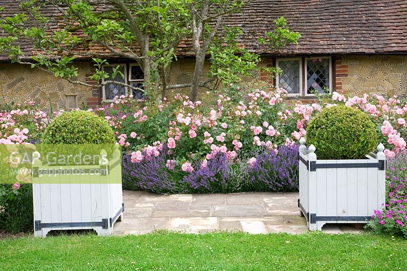 Jardinières style Versailles avec Buxus - Balles en rose et Lavande à pied. Rosa 'Bonica' et Lavandula 'Hidcote '. High Canfold Farm, Surrey