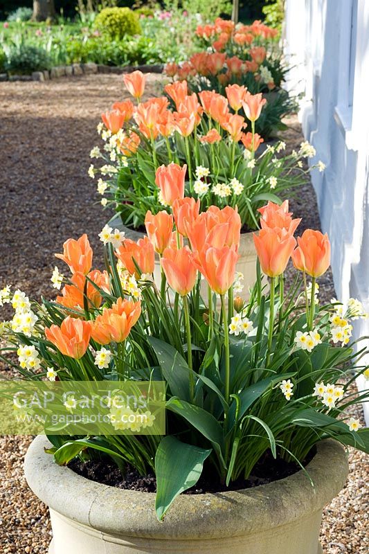 Rangée de pots de printemps - Tulipa 'Orange Emperor' et Narcissus 'Minnow'