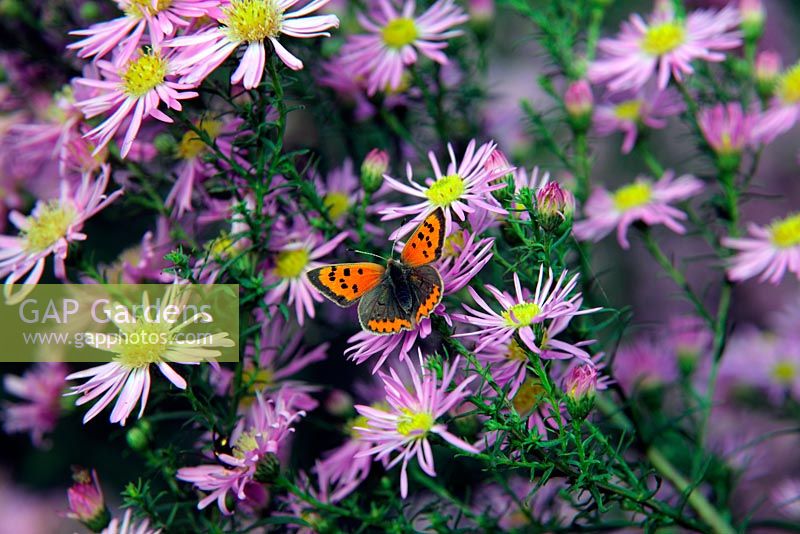Aster 'Ochtendgloren' avec petit papillon en cuivre - Lycaena phlaeas