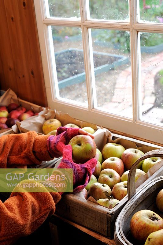 Jardinière dans un hangar, trier des pommes saines pour l'entreposage d'hiver, octobre