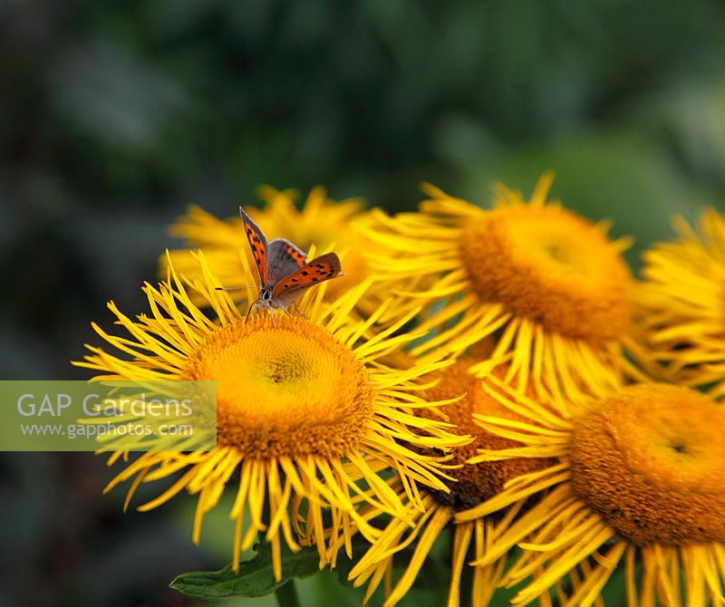 Lycaena phlaeas - Petit papillon cuivré prenant le nectar du capitule