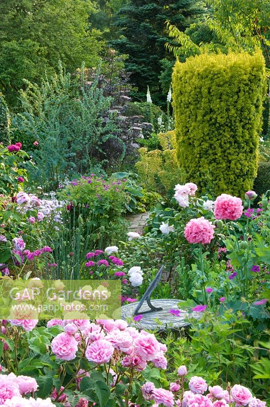 Jardin de cottage anglais traditionnel avec rose Rosa, géranium, Papaver somniferum - coquelicot poussant autour du cadran solaire. Taxus baccata 'Aurea' derrière. Carol et Malcolm Skinner, Eastgrove Cottage, Worcs, Royaume-Uni