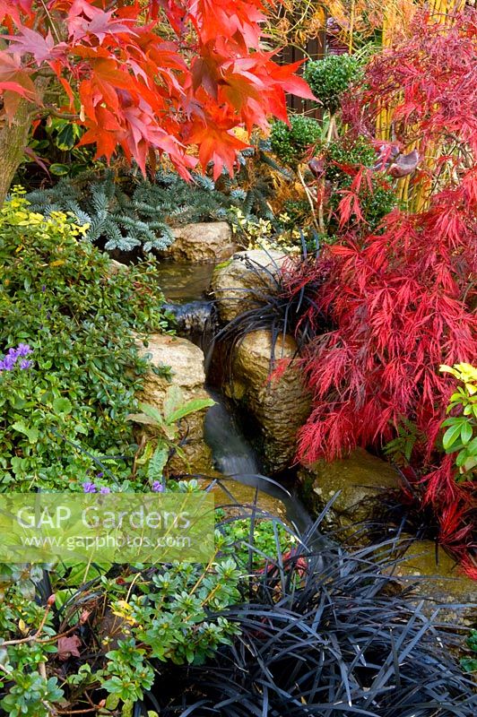 Diffusez à travers le jardin de rocaille avec Acer et Ophiopogon. Jardin de Newton, Walsall, Royaume-Uni, octobre