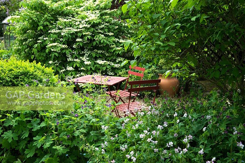 Table et chaises de style café dans un jardin ombragé isolé, plantation de Viburnum plicatum 'Mariesii' et de géranium, urne en terre cuite vide comme point focal - La Maison Blanche, Keyworth, Nottinghamshire