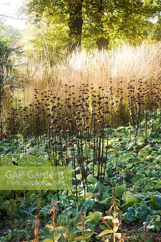 Pépins de Phlomis russeliana avec Calamagrostis x acutiflora 'Karl Foerster' en arrière-plan - Le jardin sec, le jardin Savill, Windsor Great Park