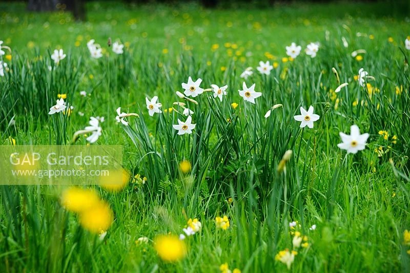 Narcissus poeticus var. recurvus naturalisé en prairie de fleurs sauvages.