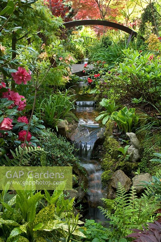 Jardin de style oriental avec Acer, Azalea, Gunnera et bambou. Pont en bois sur le ruisseau. Jardin de Newton, Walsall, Royaume-Uni