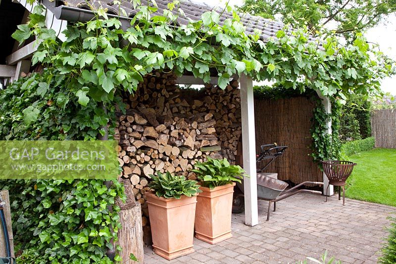 Stockage du bois avec Hedera - Ivy et Vitis vinifera - Vigne de raisin