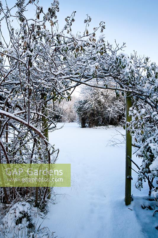 Arc rose dans la neige à travers un jardin ouvert recouvert de neige intacte. Rose is Rosa 'Blairii Number Two' - escalade bourbon