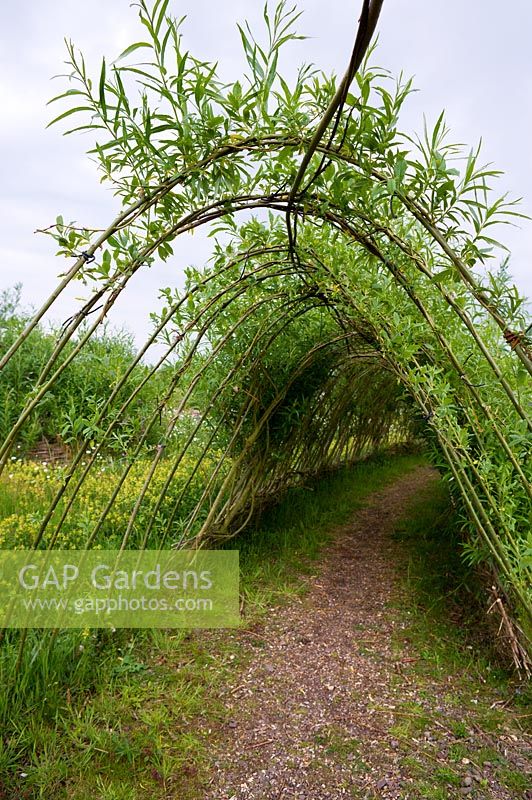 Living Salix - Tunnel de saule