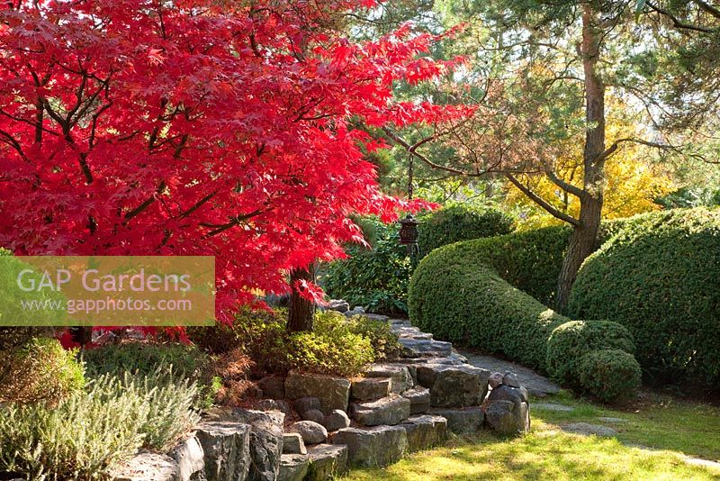 Automne dans un jardin japonais avec un mur en pierre et haie taillée et Acer palmatum 'Osakazuki', Erica, Pinus sylvestris et Taxus baccata