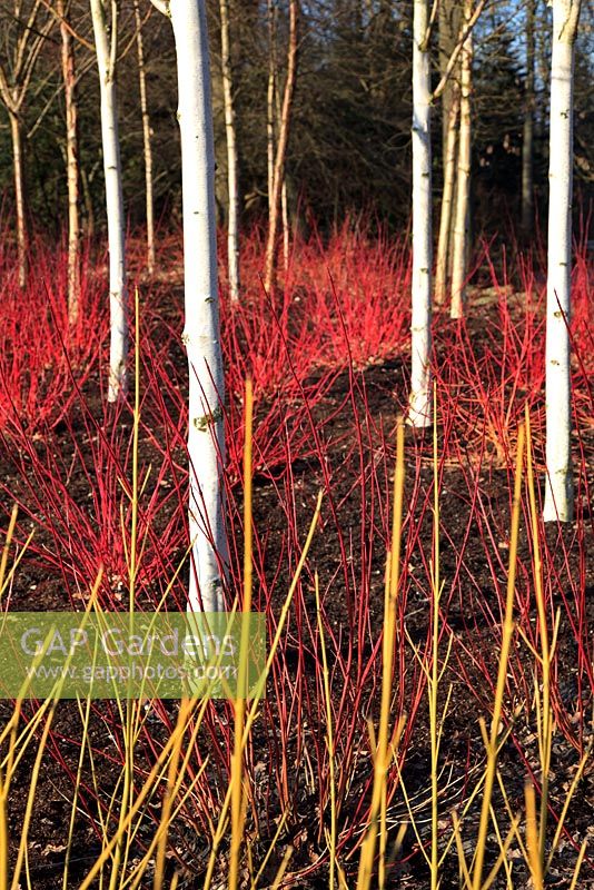 Troncs d'arbres à écorce blanche de Betula albosinensis 'Fascination' et Cornus sericea 'Flaviramea' - RHS Harlow Carr