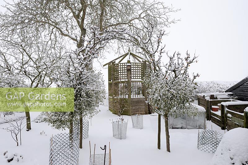 Jardin d'hiver couvert de neige avec gazebo surélevé, gardes de lapin et petits Malus - Pommiers avec Viscum - Gui, Norfolk, UK, décembre