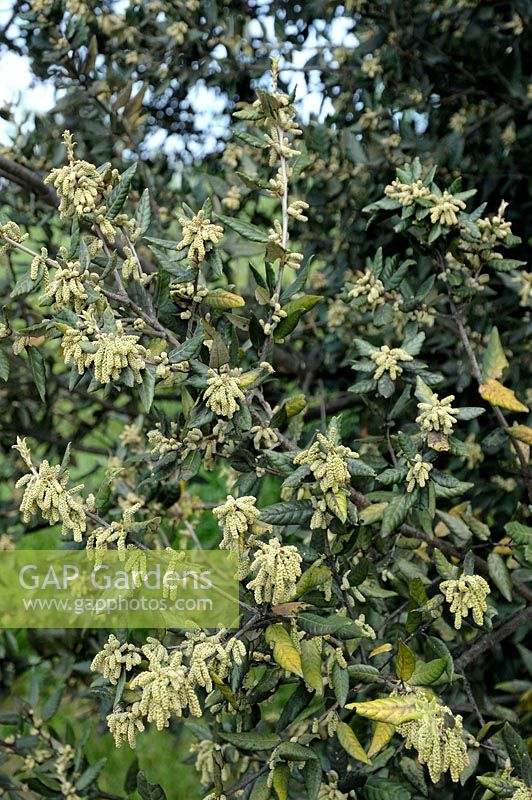 Quercus ilex - Chêne vert avec chatons
