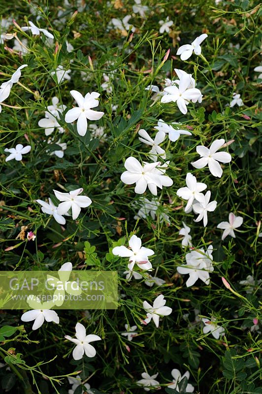 Jasminum polyanthum - Jasmin