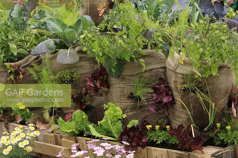 Légumes et herbes cultivés dans le haut et les côtés des sacs de toile de jute recyclés au-dessus d'un mur de soutènement en palettes de bois, plantés de soucis et de laitue