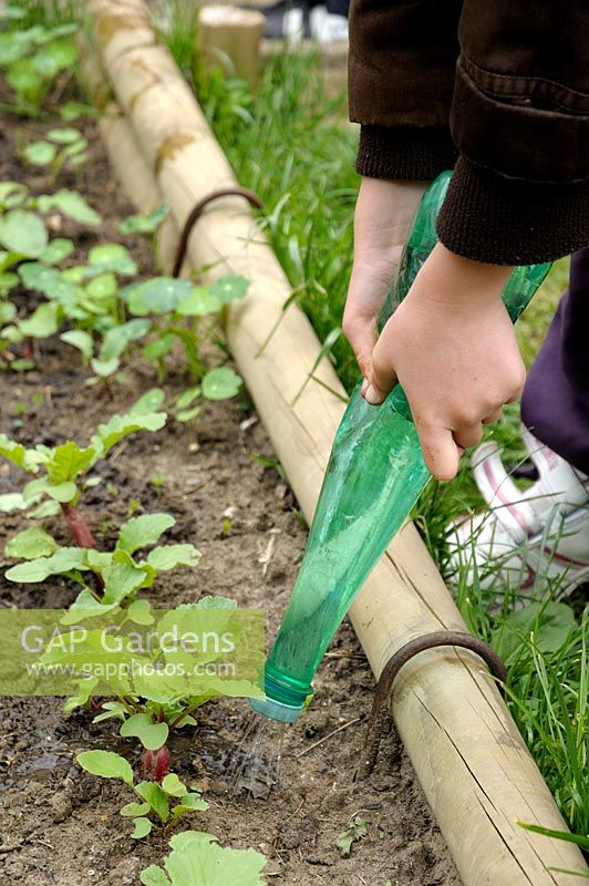 Enfant arrosant les semis de radis avec une bouteille en plastique recyclée