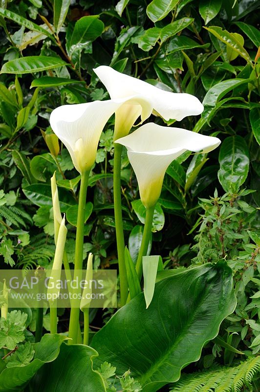Zantedeschia aethiopica - Arum Lily