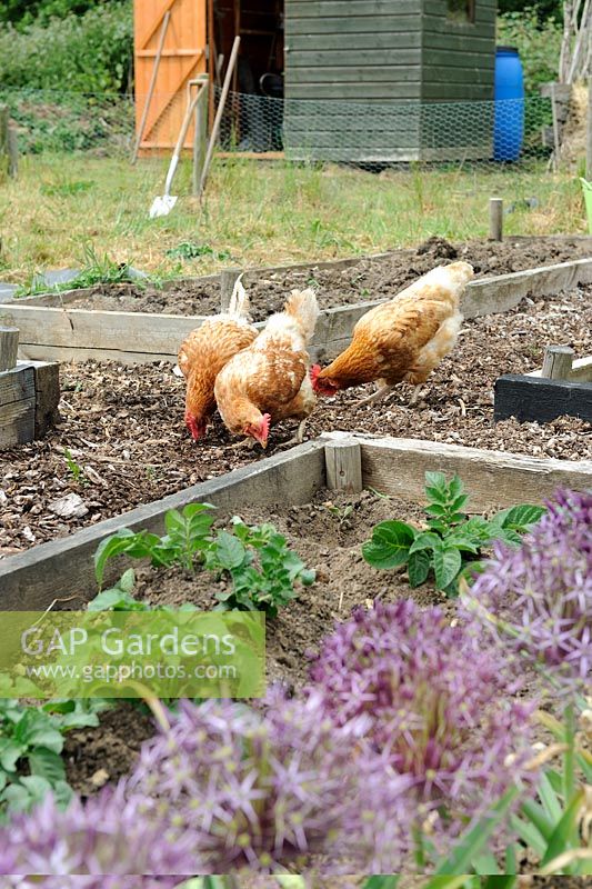 Poulets domestiques, ex poules batterie libre allant sur des parterres de jardins familiaux, Norfolk, Angleterre, mai