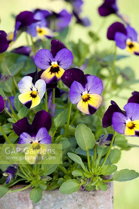 Viola cornuta 'Endurio Blue Yellow with Purple Wing'