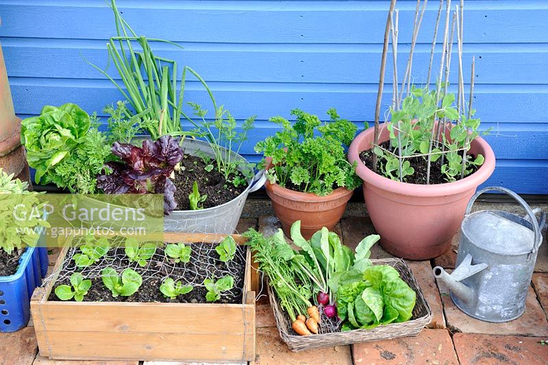 Petite cour intérieure avec des pots et des pots d'herbes et de cultures de salade, Norfolk, Angleterre, juin