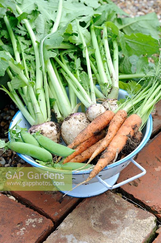 Passoire avec petite récolte de cultures au début de l'été, navet blanc, pois et carottes, Norfolk, Angleterre, juin