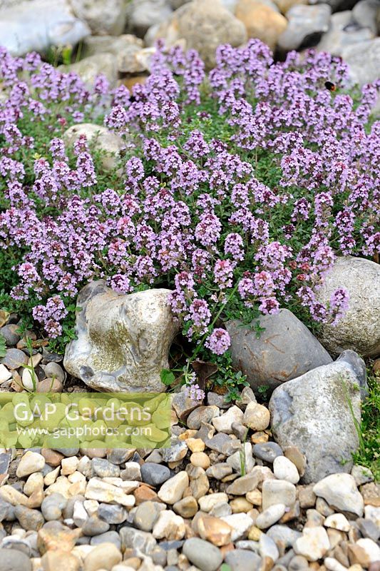 Thymus - Thym rampant en fleurs poussant parmi les gros silex, Norfolk, Angleterre, juillet