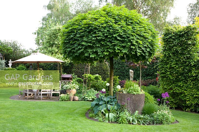 Jardin de campagne avec terrasse. Acer platanoides écrêté 'Globosum' - Érable de Norvège dans le parterre de l'île et Carpinus betulus - Haie de charme