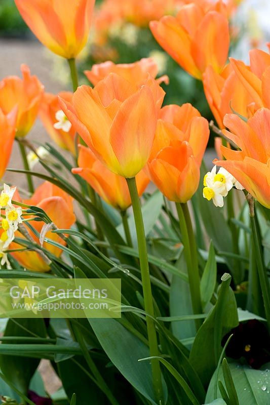 Tulipa 'Orange Emperor' avec Narcisse 'Minnow' en pot Utling Wick, Essex NGS UK