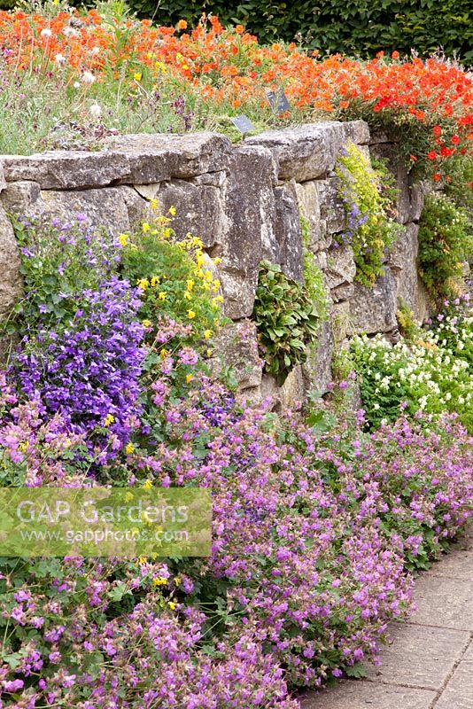 Mur de pierre dans le jardin de rocaille avec Corydalis lutea, Corydalis ochroleuca, géranium, Helianthemum et Campanula poussant dedans