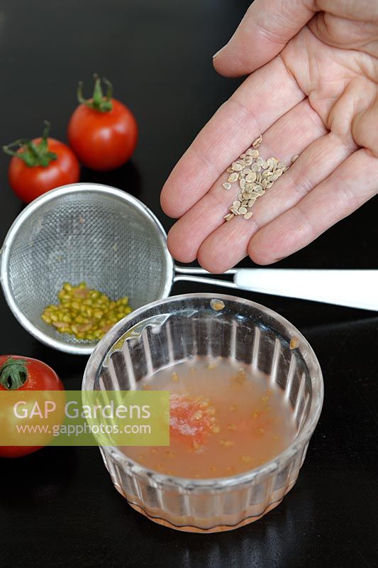 Sauver les graines de tomate - Graines séchées après avoir fermenté la pulpe des fruits pendant quelques jours et rincé