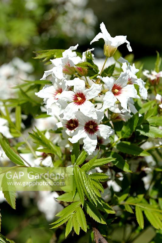 Xanthoceras sorbifolium - Yellowhorn