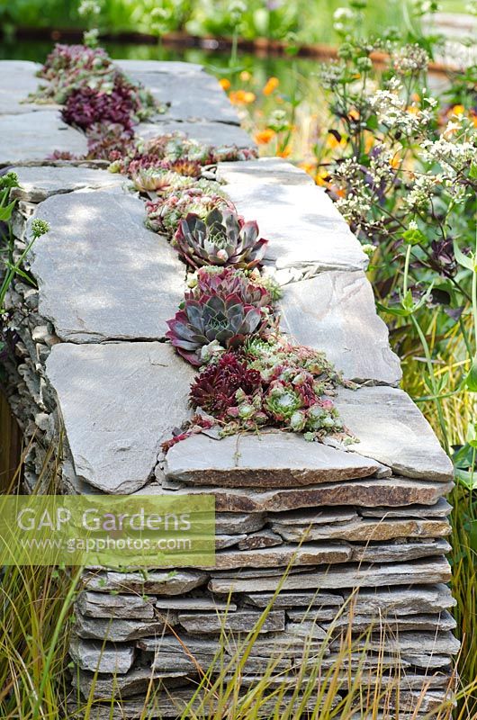 Mur de pierres sèches planté de Sempervivums - La Banque Royale du Canada avec le RBC New Wild Garden - Médaillé d'argent doré, RHS Chelsea Flower Show 2011