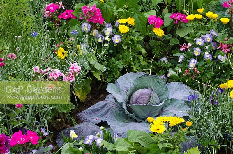 Brassica - Chou rouge dans un parterre de fleurs comestibles avec Calendula officinalis - Soucis, alto et Centaurea - Bleuets - 'The RHS Edible Garden', RHS Hampton Court Flower Show 2011