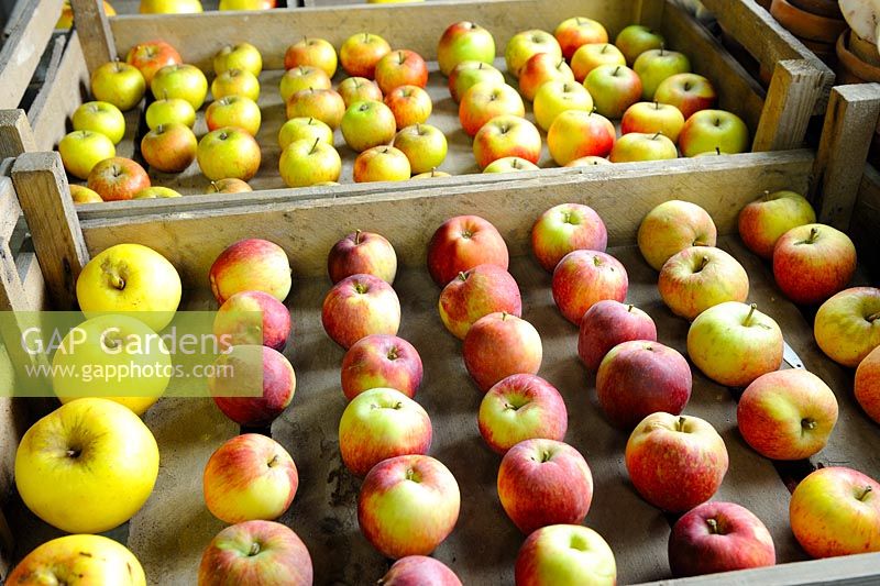 Diverses variétés de pommes stockées dans des plateaux en bois, espacées pour empêcher la transmission de la pourriture, dans un hangar sans gel, Norfolk, Uk, octobre