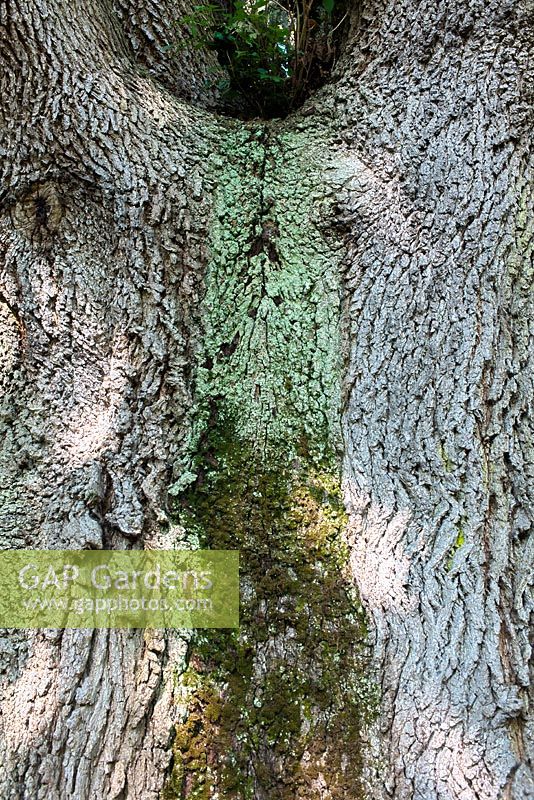 Quercus frainetto - Chêne hongrois, Buxted Park Sussex