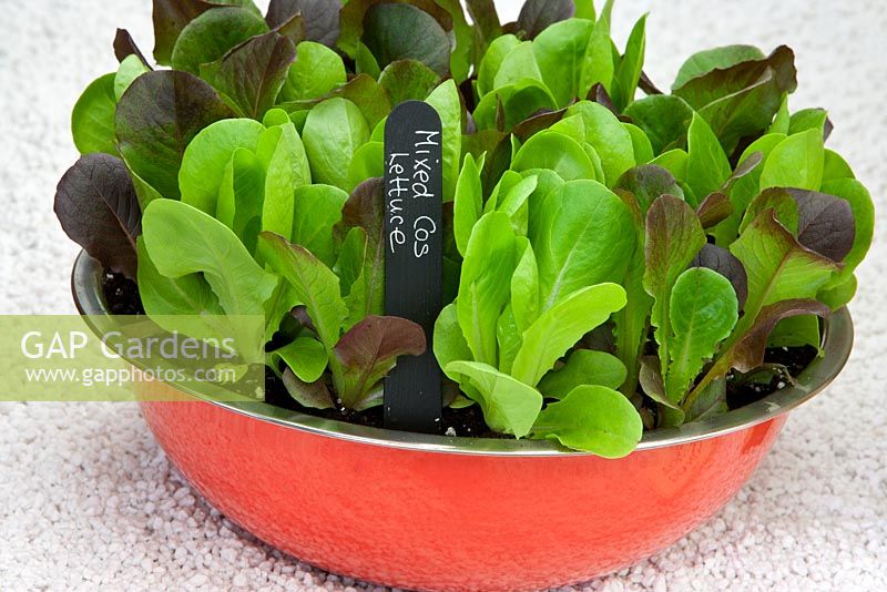 Couper et revenir les feuilles de salade de laitue Cos mixtes poussant dans un pot rouge contemporain