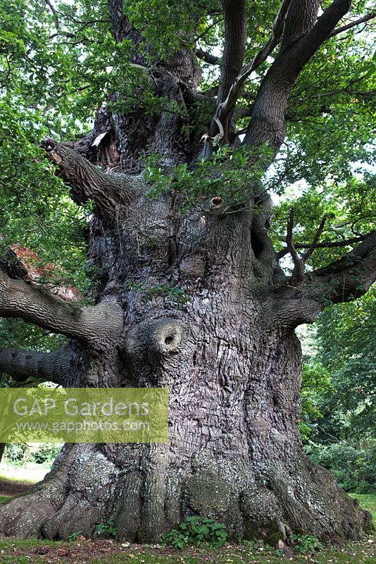Quercus robur - Grand chêne ancien
