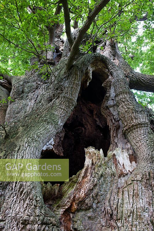Quercus robur Grand chêne ancien à centre creux