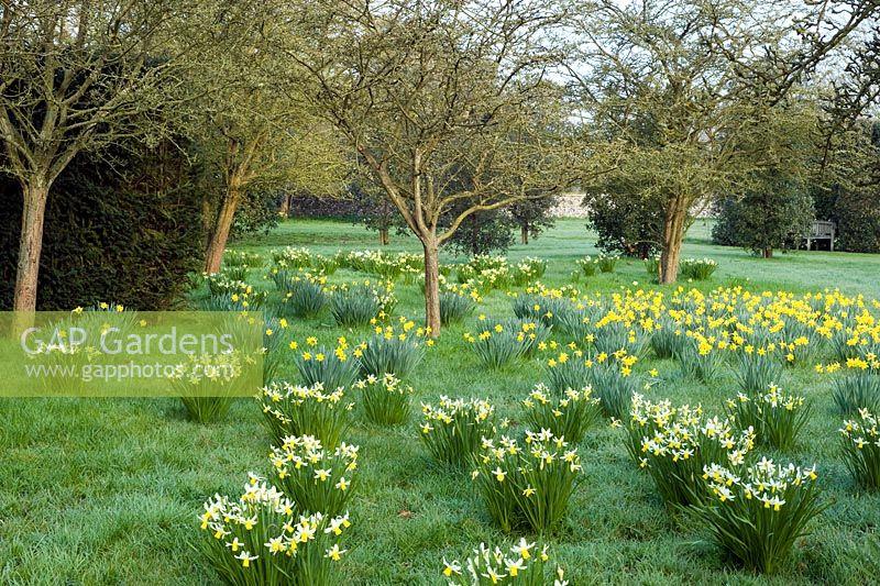 Narcisse 'Jack Snipe' et N. obvallaris naturalisés dans l'herbe - Wretham Lodge, NGS Norfolk