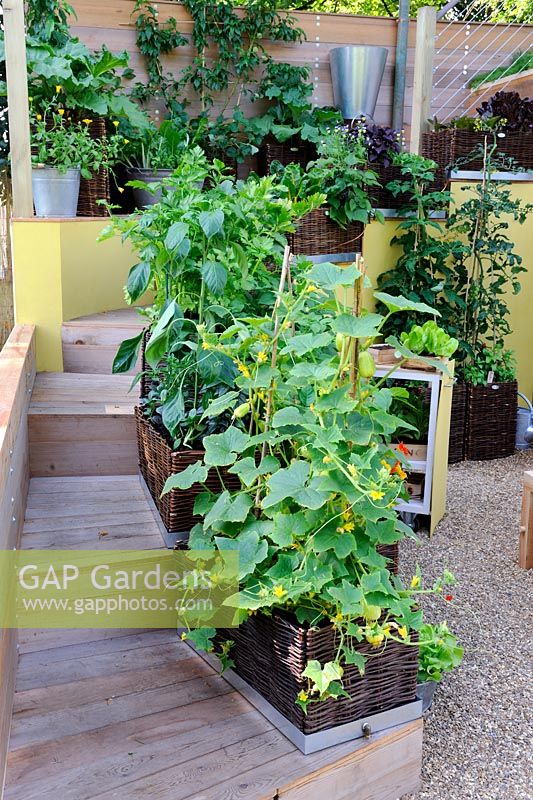 Herbes et légumes dans des jardinières en saule tressé, placés le long d'un escalier en bois