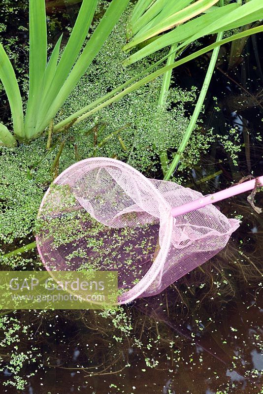 Utiliser un filet pour retirer les mauvaises herbes en couverture d'un petit étang