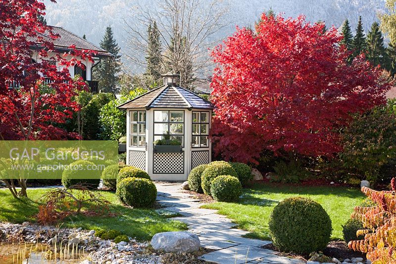 Un chemin marqué et un pavillon en bois peint en blanc à côté de Acer palmatum - érables japonais aux couleurs de l'automne. Buxus - Boîtes de balles