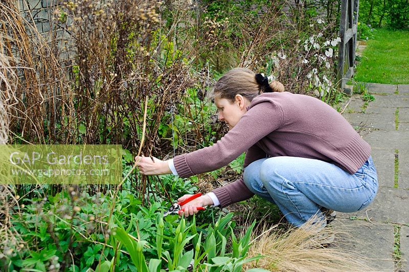 Femme coupant les tiges mortes de plantes vivaces herbacées au printemps - Barnabas Road, Cambridge.