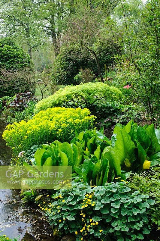 Lysichiton americanus, Caltha palustris, Euphorbia et Acer - Érable japonais - Le jardin d'eau, Coton Manor, Northamptonshire.