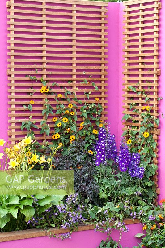 Exposition florale de Hampton Court. jardin pour Astellas Pharma conçu par Jill MW Foxley, murs et clôtures rose vif