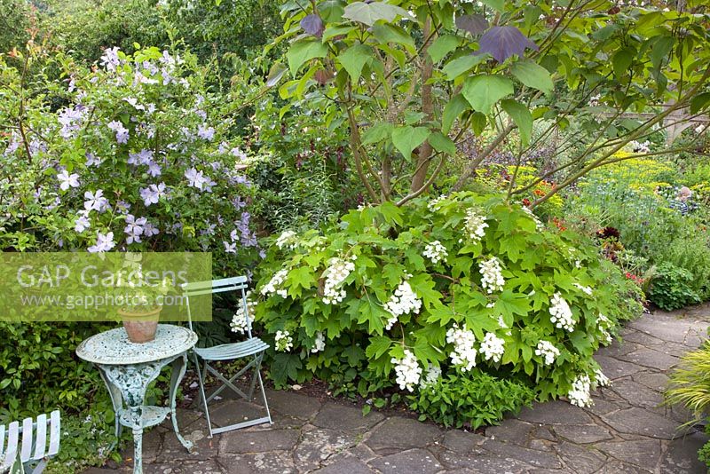 Coin salon dans un petit jardin de clématites, Hydrangea quercifolia