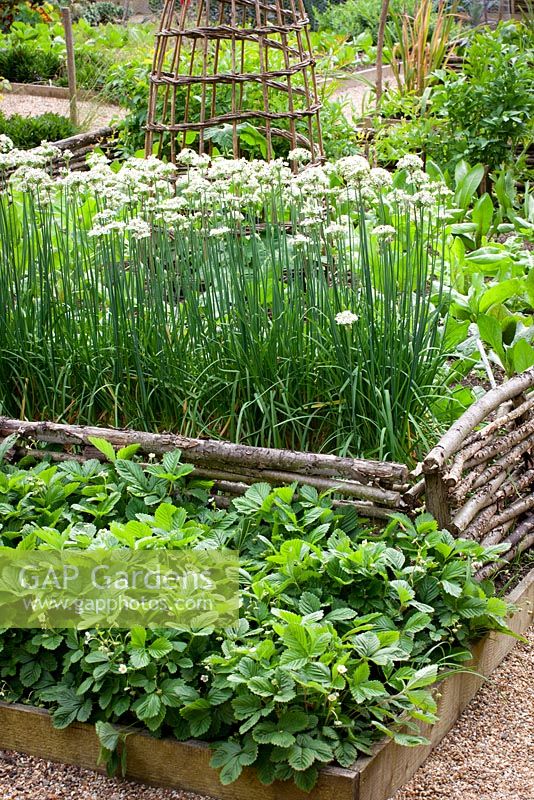 Allium tuberosum - ciboulette à l'ail avec des plants de fraises dans le potager de Perch Hill. Hazel haies divisant la frontière végétale