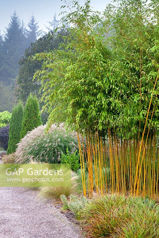 Le jardin de feuillage et le jardin de plantes à RHS Garden Rosemoor, Great Torrington, Devon avec Phyllostachys aureosulcata f. spectabilis - Bambou au centre