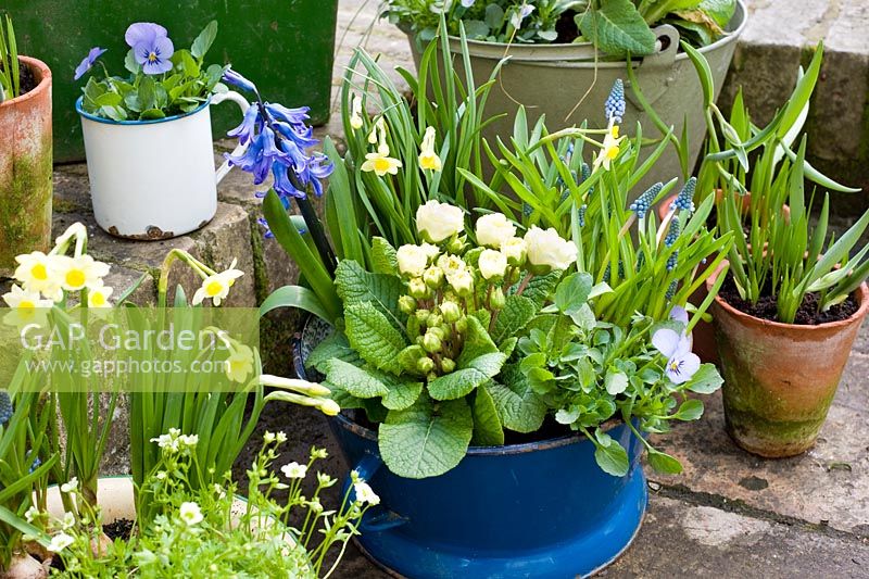Ancienne passoire bleue plantée pour le printemps avec un thème bleu et jaune. Les plantes comprennent le Narcisse 'Minnow', le muscari, les altos, la jacinthe et la primevère